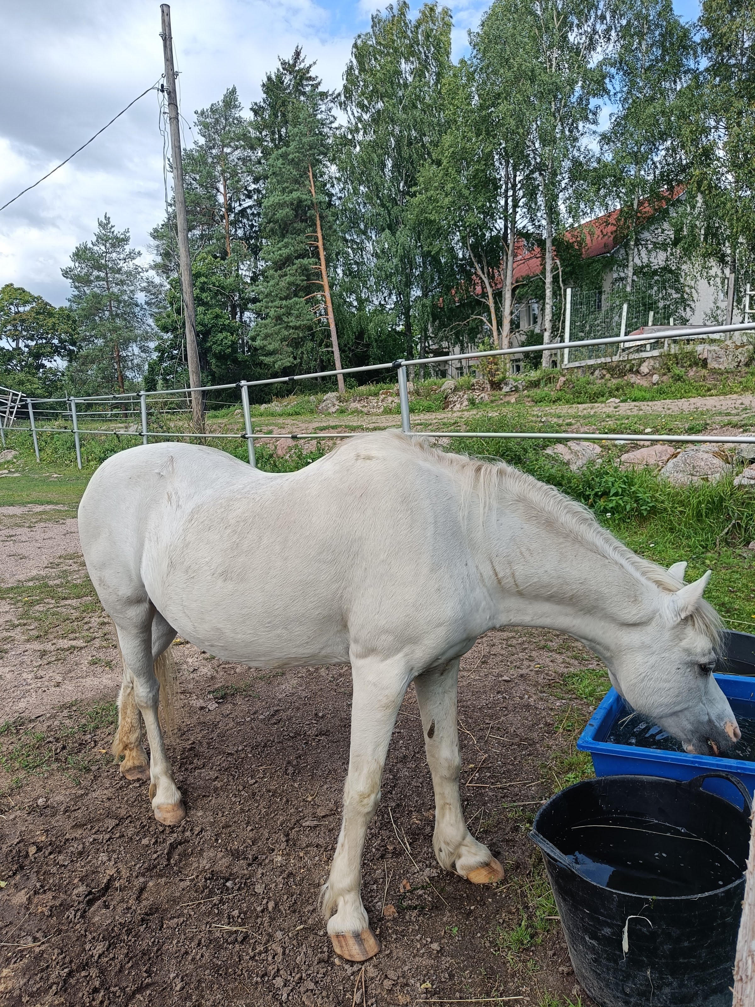 Olgan Farmi (Farm animal yard)